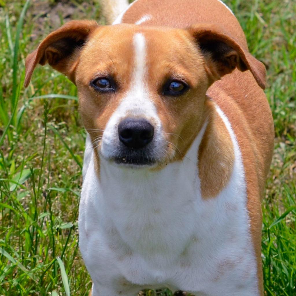 Enlarge Gilmore, a Adoptable mixed breed in Quinlan, TX image 6/6