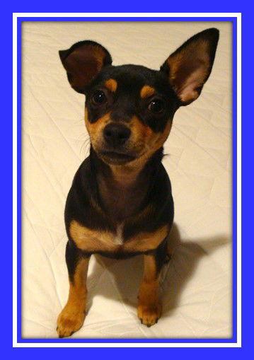 Coco, Adopted, Adult Male Miniature Pinscher & Chihuahua.
