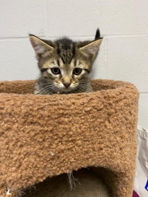 Raphael, Baby Male Domestic Short Hair