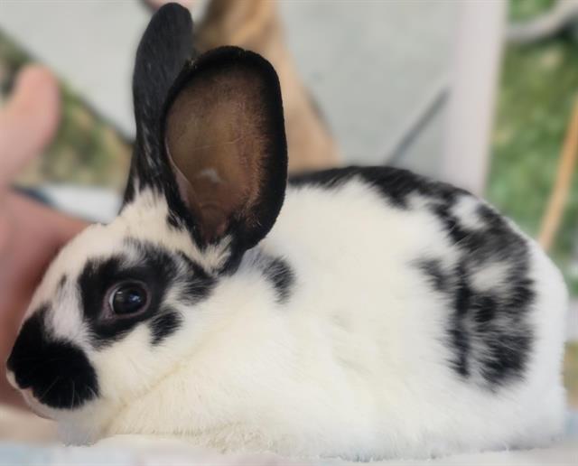 PEONY, Adoptable, Baby Female Bunny Rabbit.