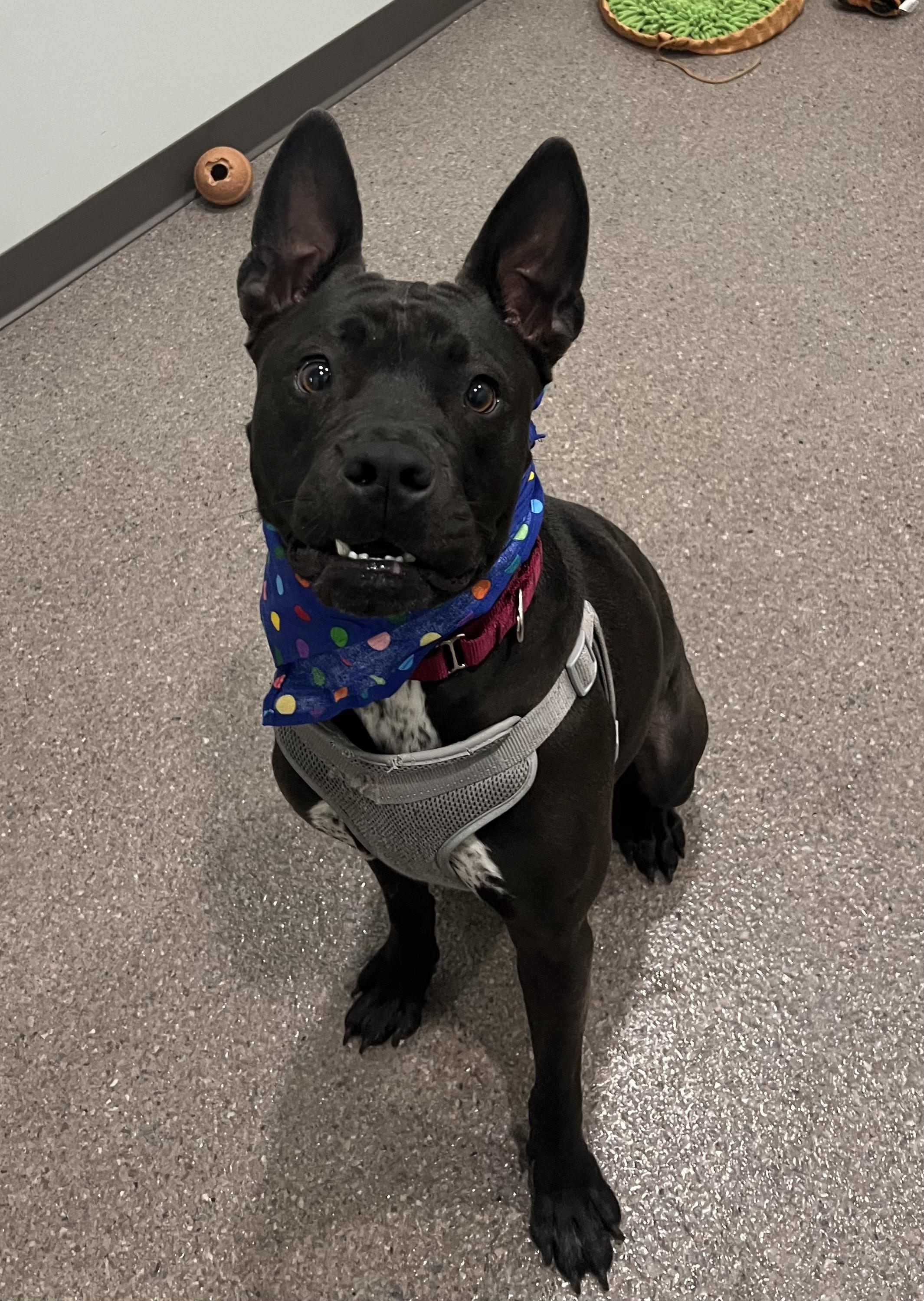 Jack- vegetable connoisseur and prison training graduate, an adoptable Pit Bull Terrier in Sault Sainte Marie, MI, 49783 | Photo Image 2