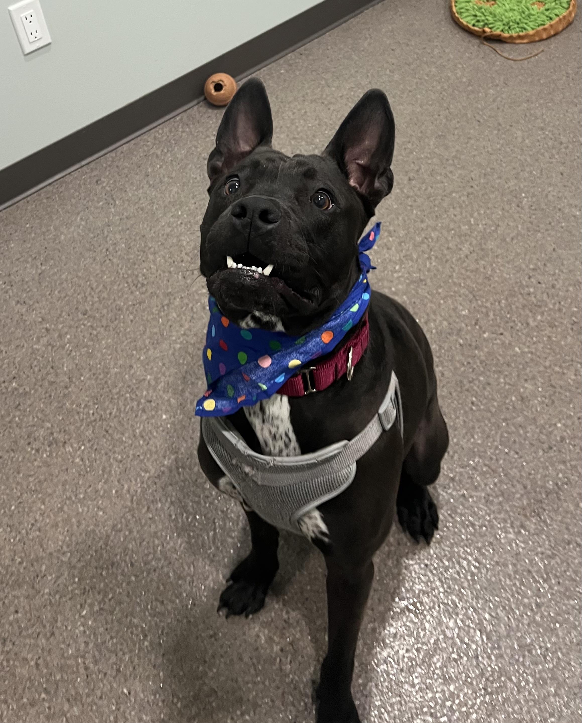Enlarge Jack- vegetable connoisseur and prison training graduate, a Adoptable mixed breed in Sault Sainte Marie, MI image 3/4