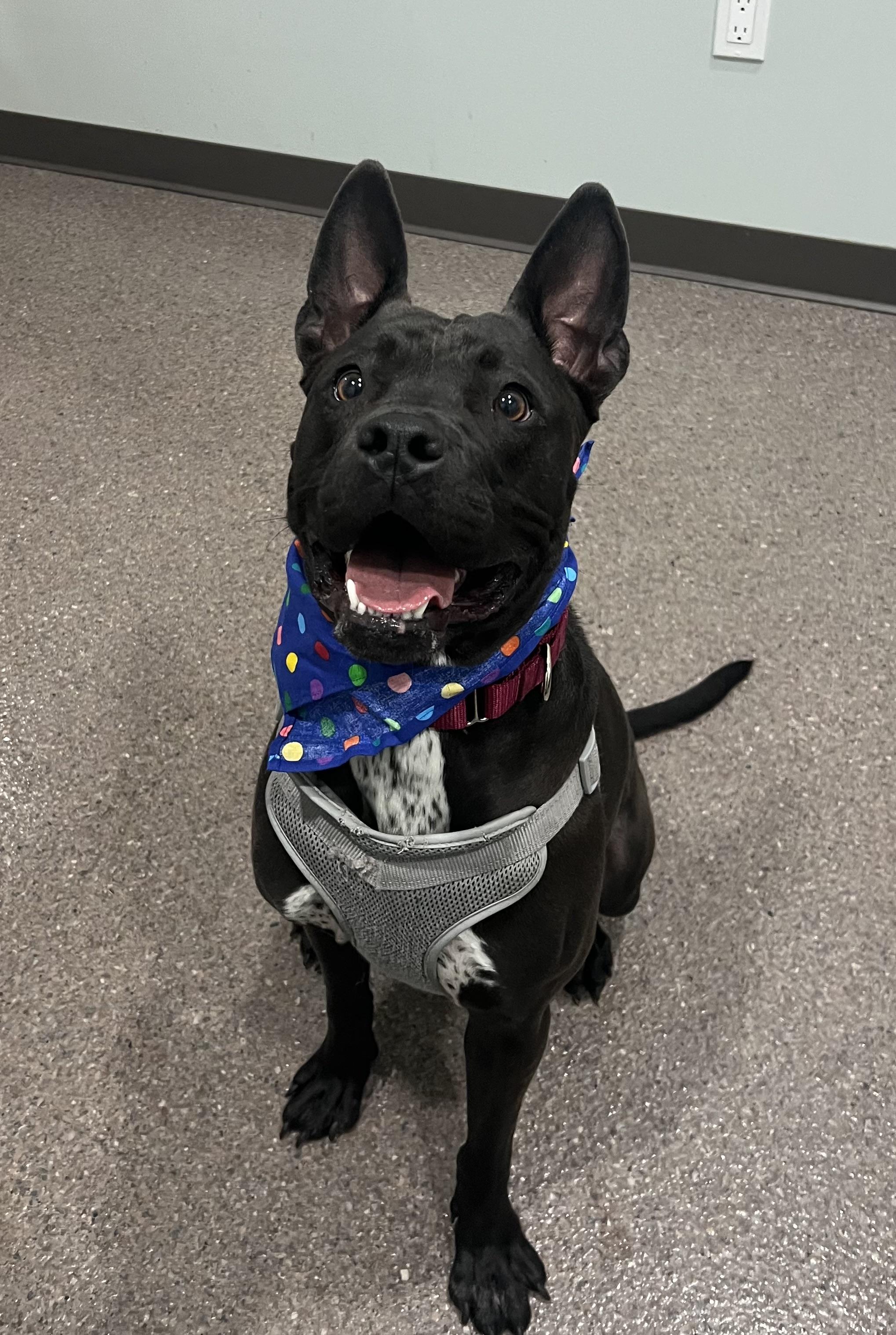 Jack- vegetable connoisseur and prison training graduate, an adoptable Pit Bull Terrier in Sault Sainte Marie, MI, 49783 | Photo Image 4