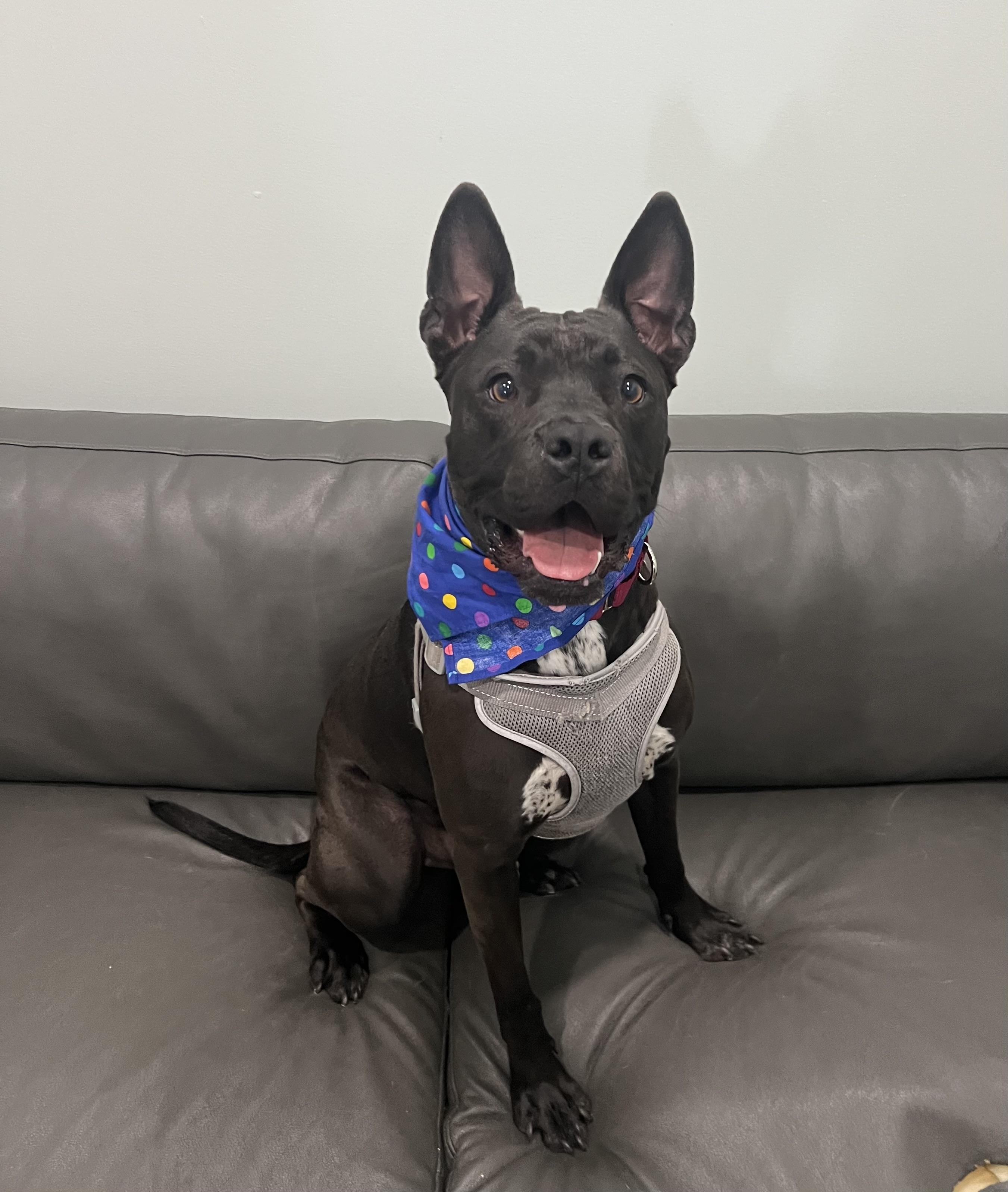 Jack- vegetable connoisseur and prison training graduate, Adoptable, Adult Male Pit Bull Terrier.