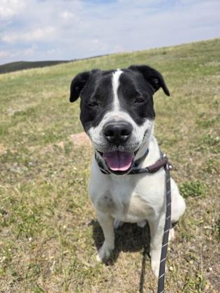Panther, Adoptable, Adult Male Pointer & Mixed Breed.