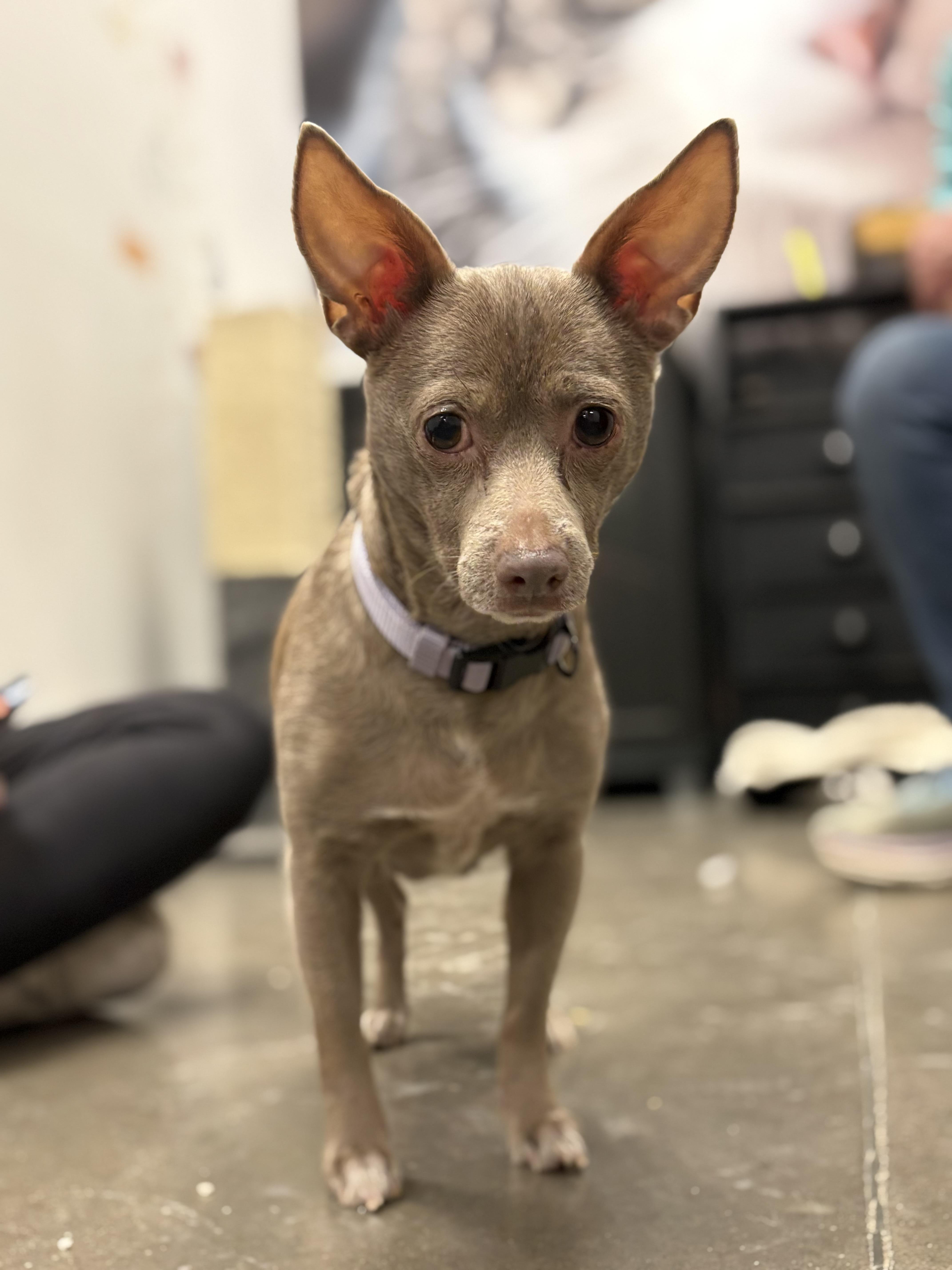 Enlarge Lulu, a Adoptable mixed breed in Zimmerman, MN image 4/4