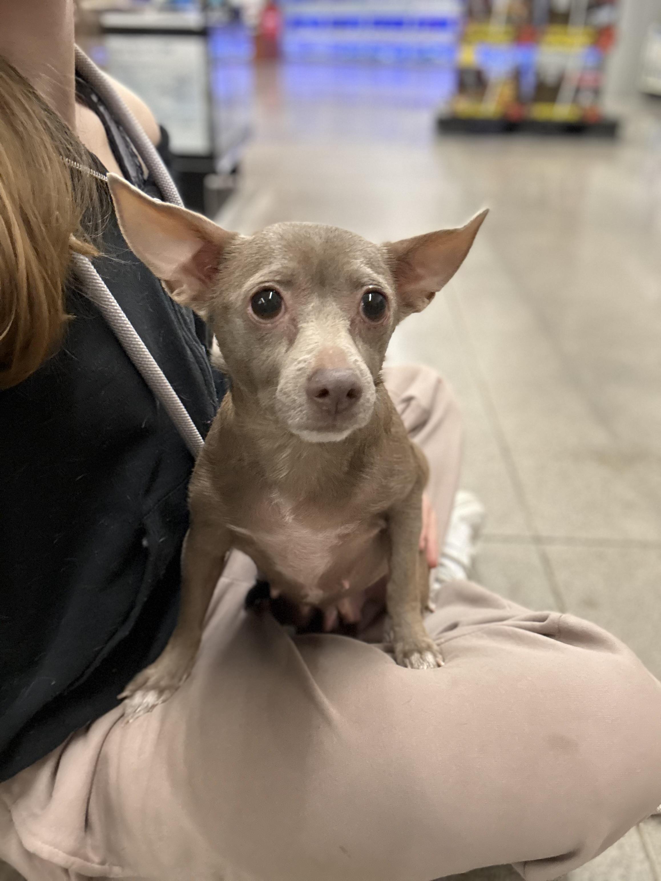 Enlarge Lulu, a Adoptable mixed breed in Zimmerman, MN image 3/3