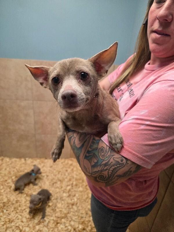 Enlarge Lulu, a Adoptable mixed breed in Zimmerman, MN image 2/3