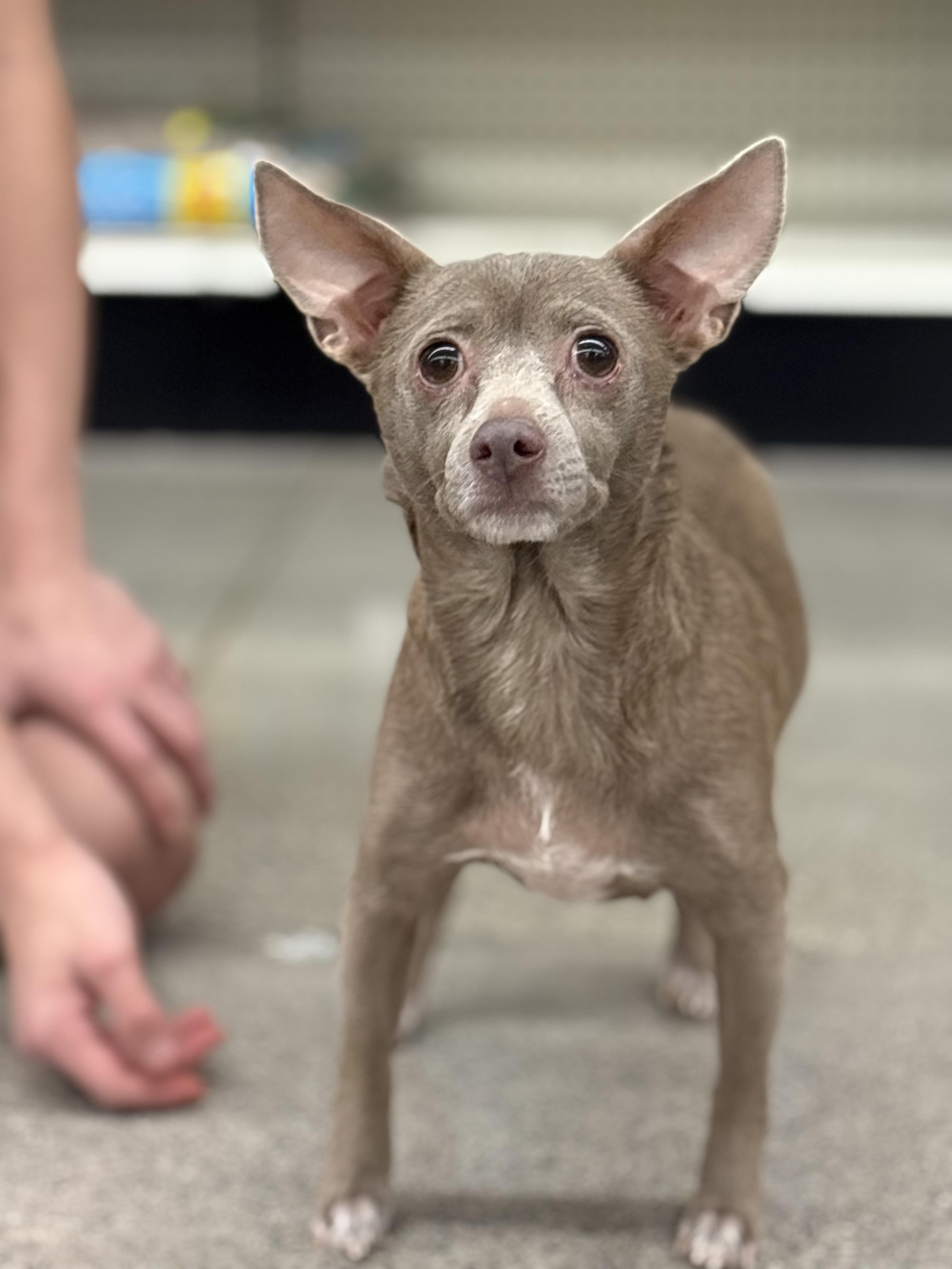 Enlarge Lulu, a Adoptable mixed breed in Zimmerman, MN image 1/3