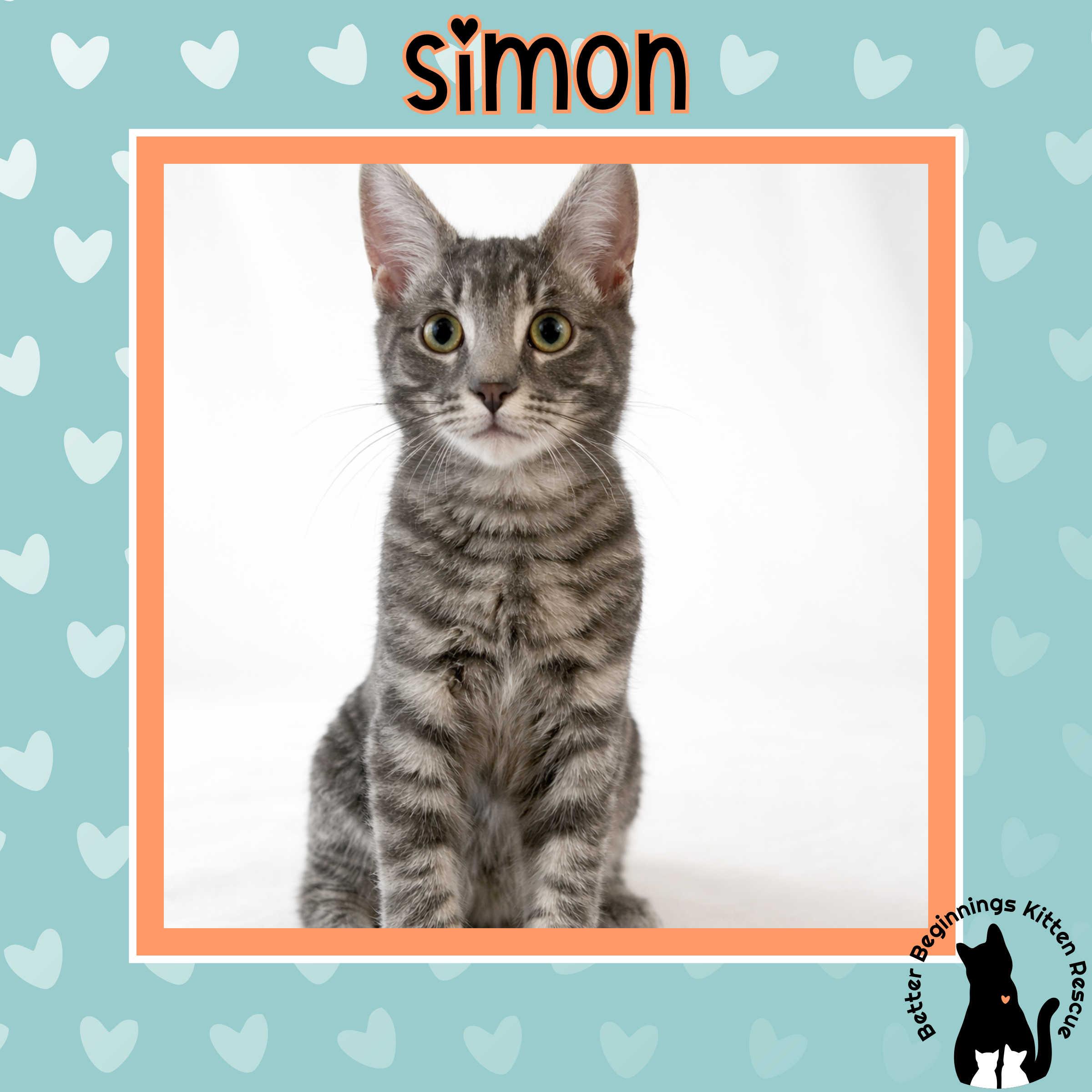 Enlarge Simon, a Adoptable mixed breed in Kamloops, BC image 1/6