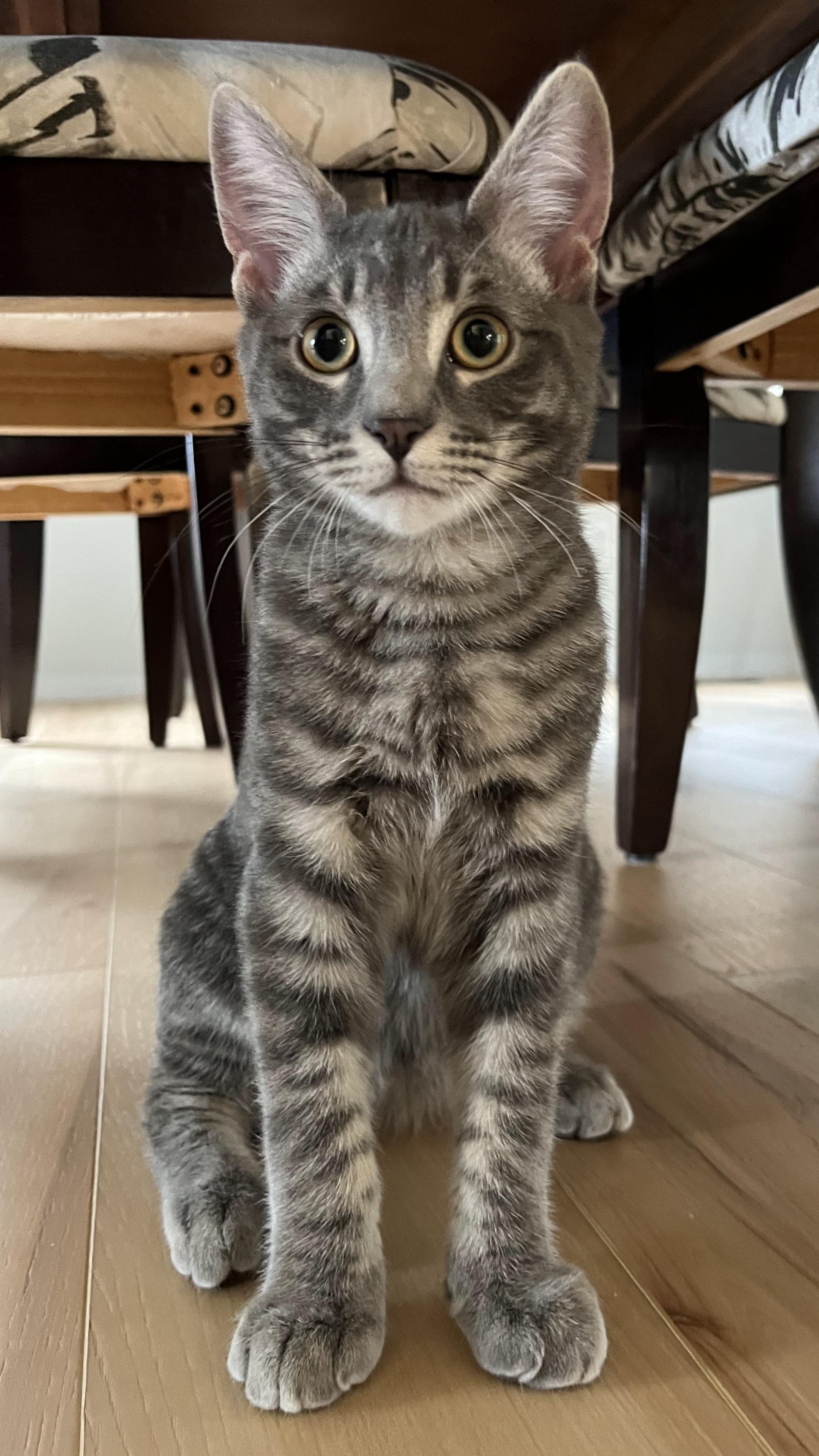 Enlarge Simon, a Adoptable mixed breed in Kamloops, BC image 2/6