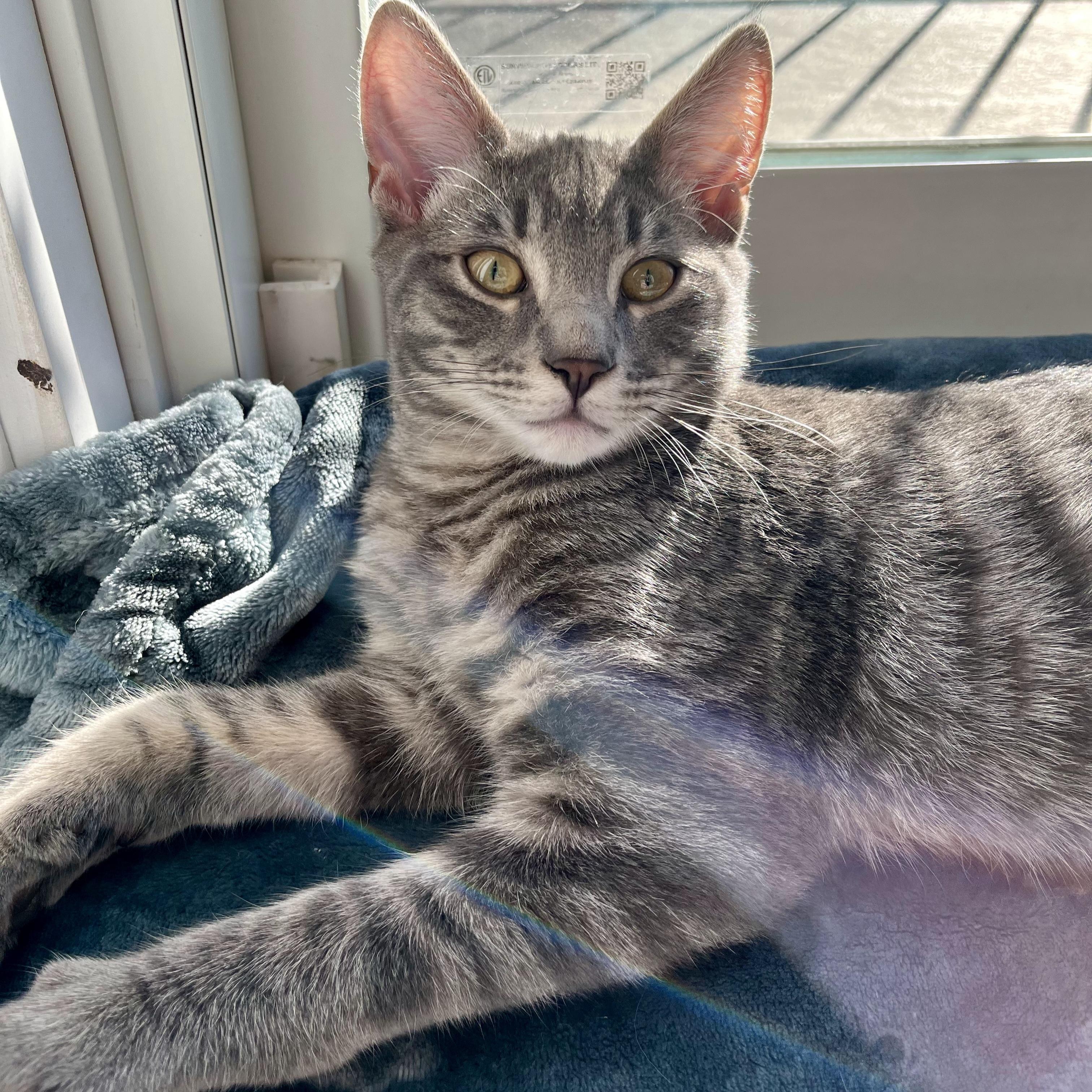 Enlarge Simon, a Adoptable mixed breed in Kamloops, BC image 3/6