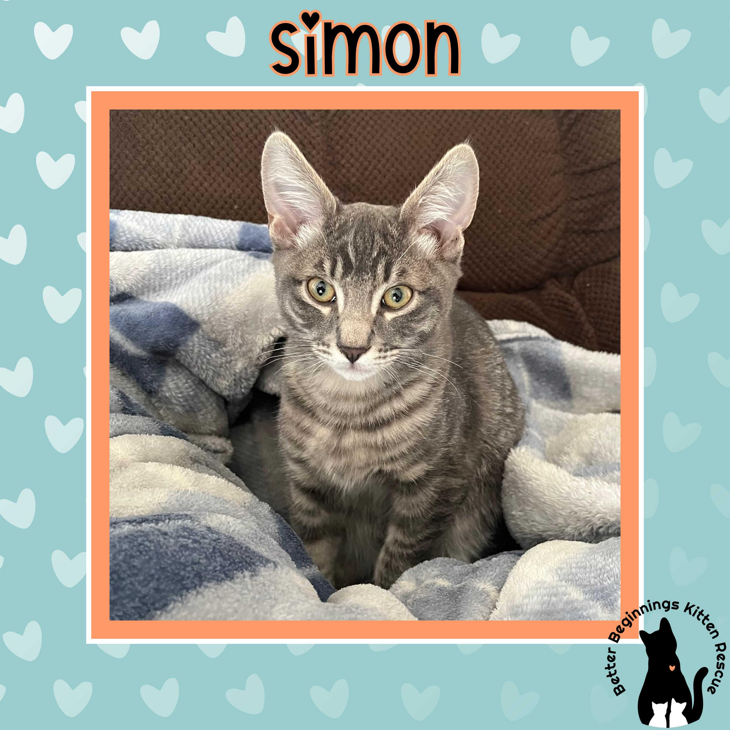Enlarge Simon, a Adoptable mixed breed in Kamloops, BC image 4/6