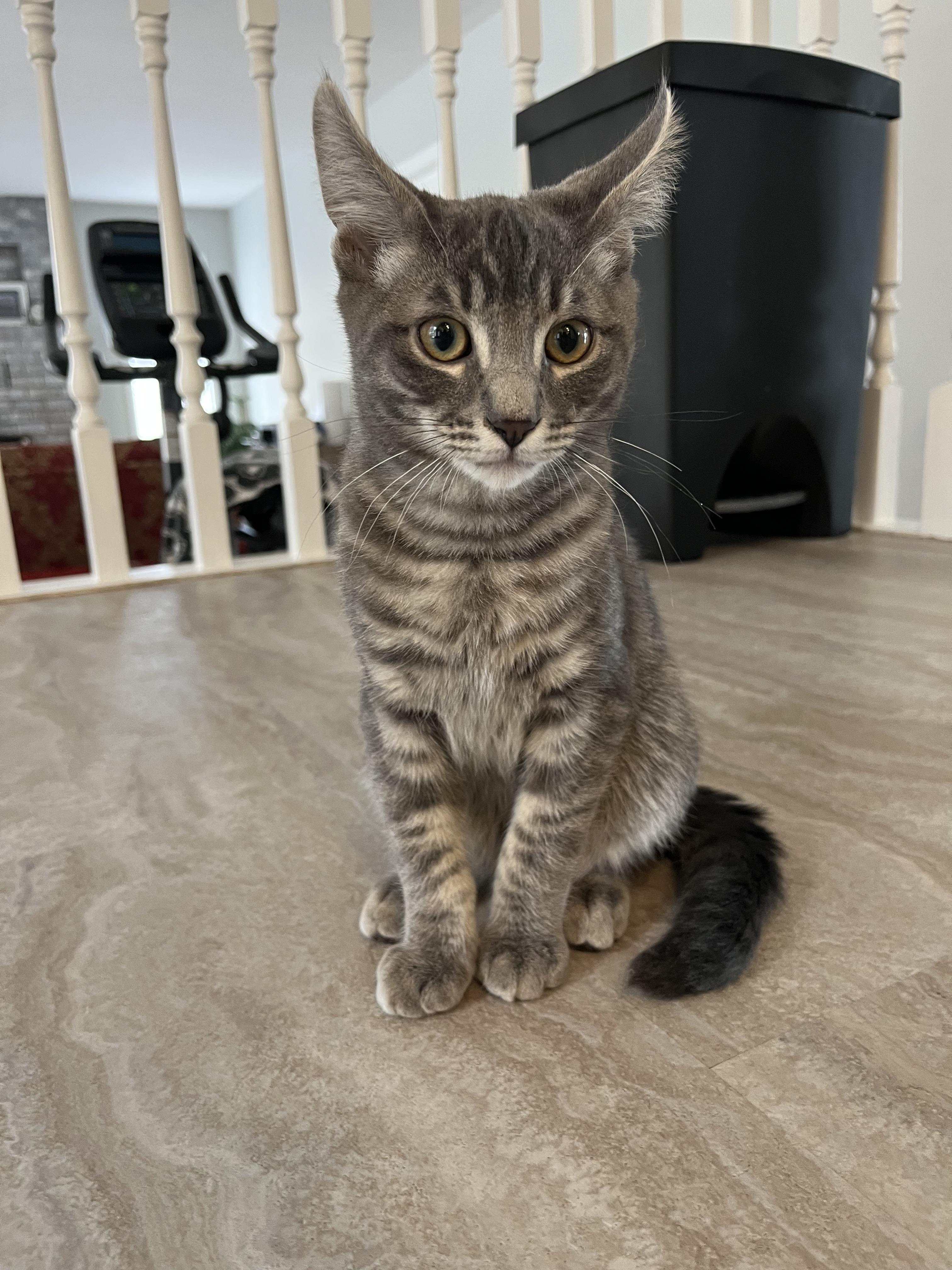 Enlarge Simon, a Adoptable mixed breed in Kamloops, BC image 5/6