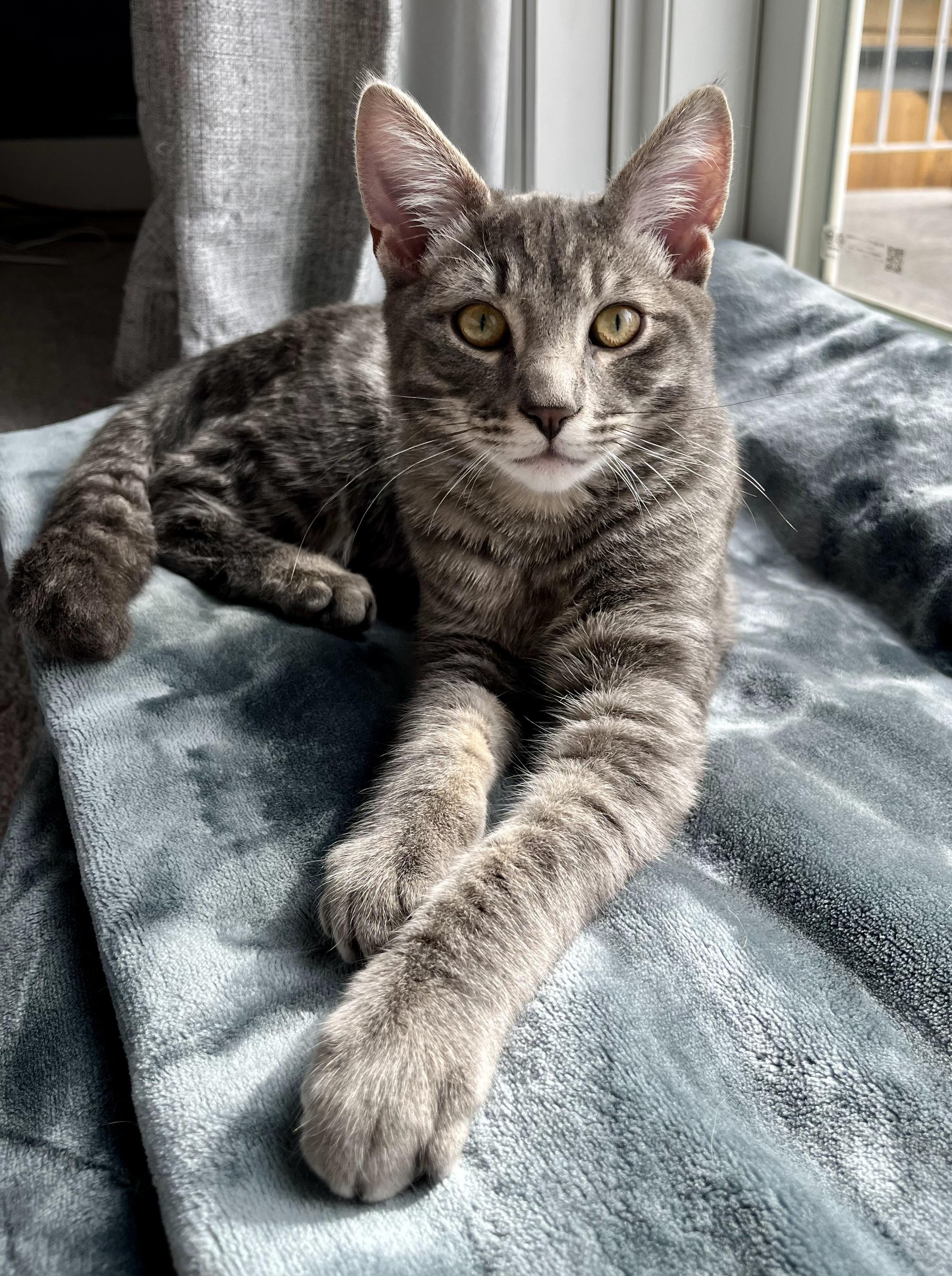 Enlarge Simon, a Adoptable mixed breed in Kamloops, BC image 6/6