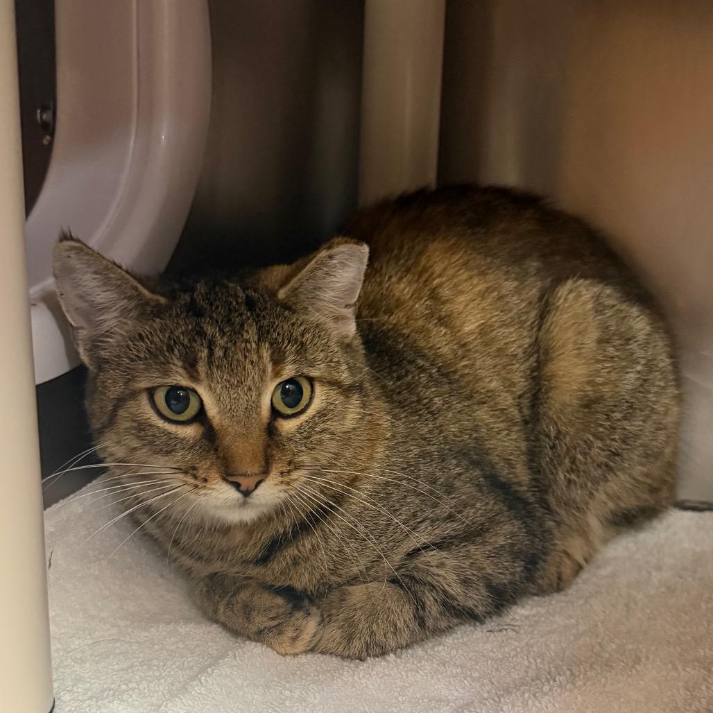 Enlarge "Cheer", a Adoptable Domestic Short Hair in Perkiomenville, PA image 1/1