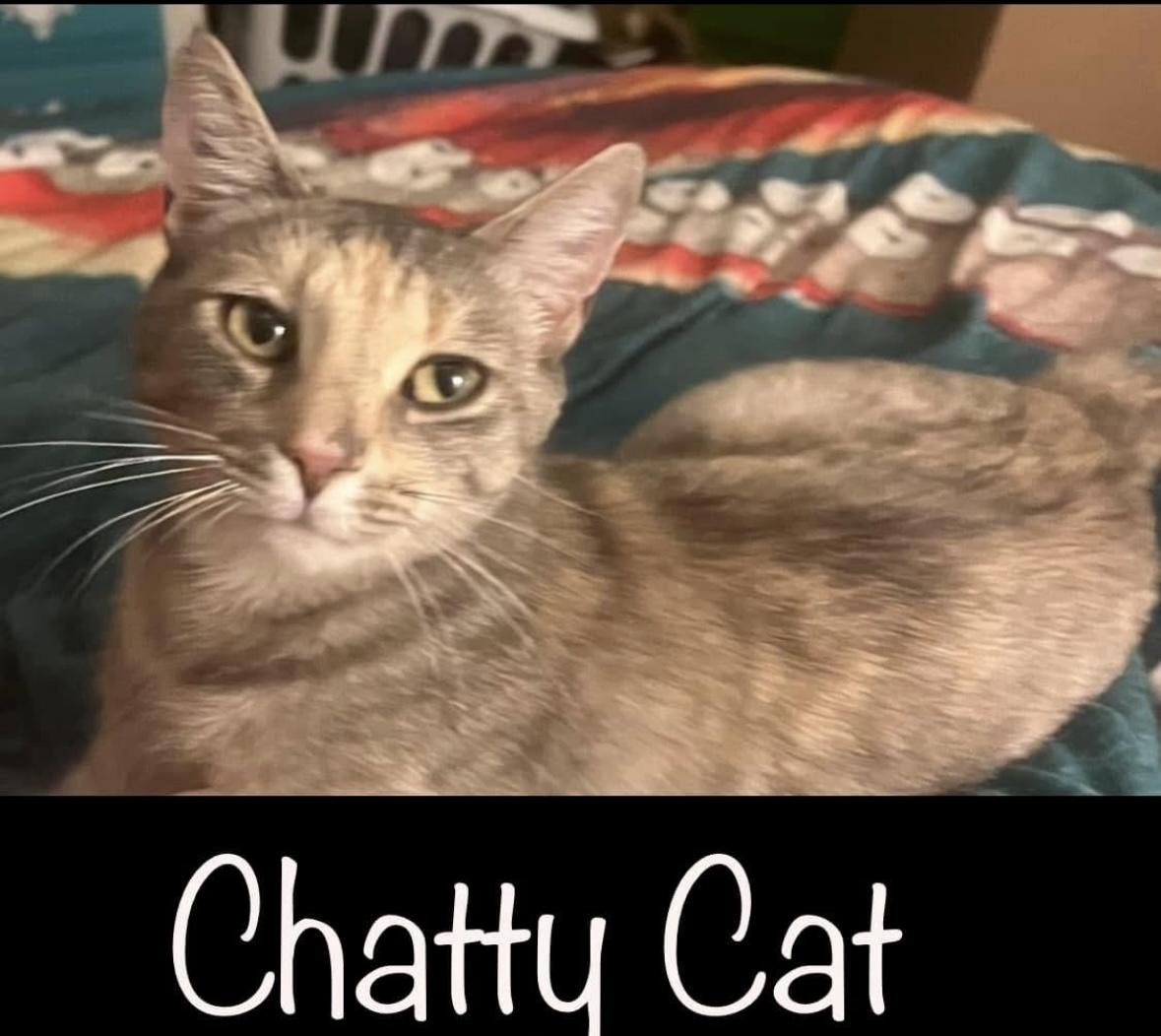Enlarge Chatty Cat, a Adopted Dilute Tortoiseshell in Chase City, VA image 1/3