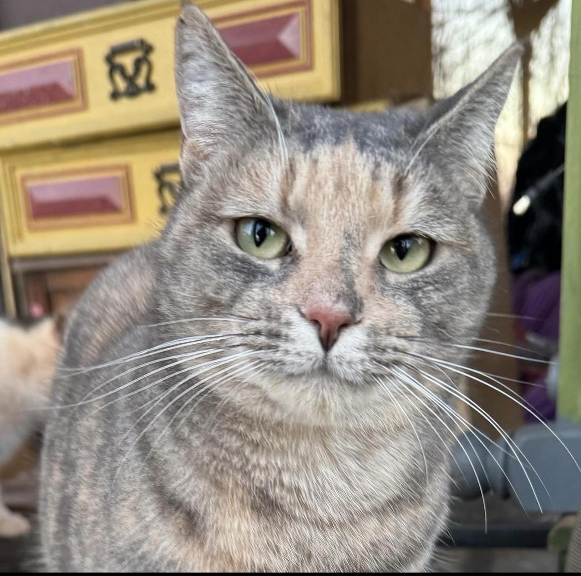 Enlarge Chatty Cat, a Adopted Dilute Tortoiseshell in Chase City, VA image 2/3
