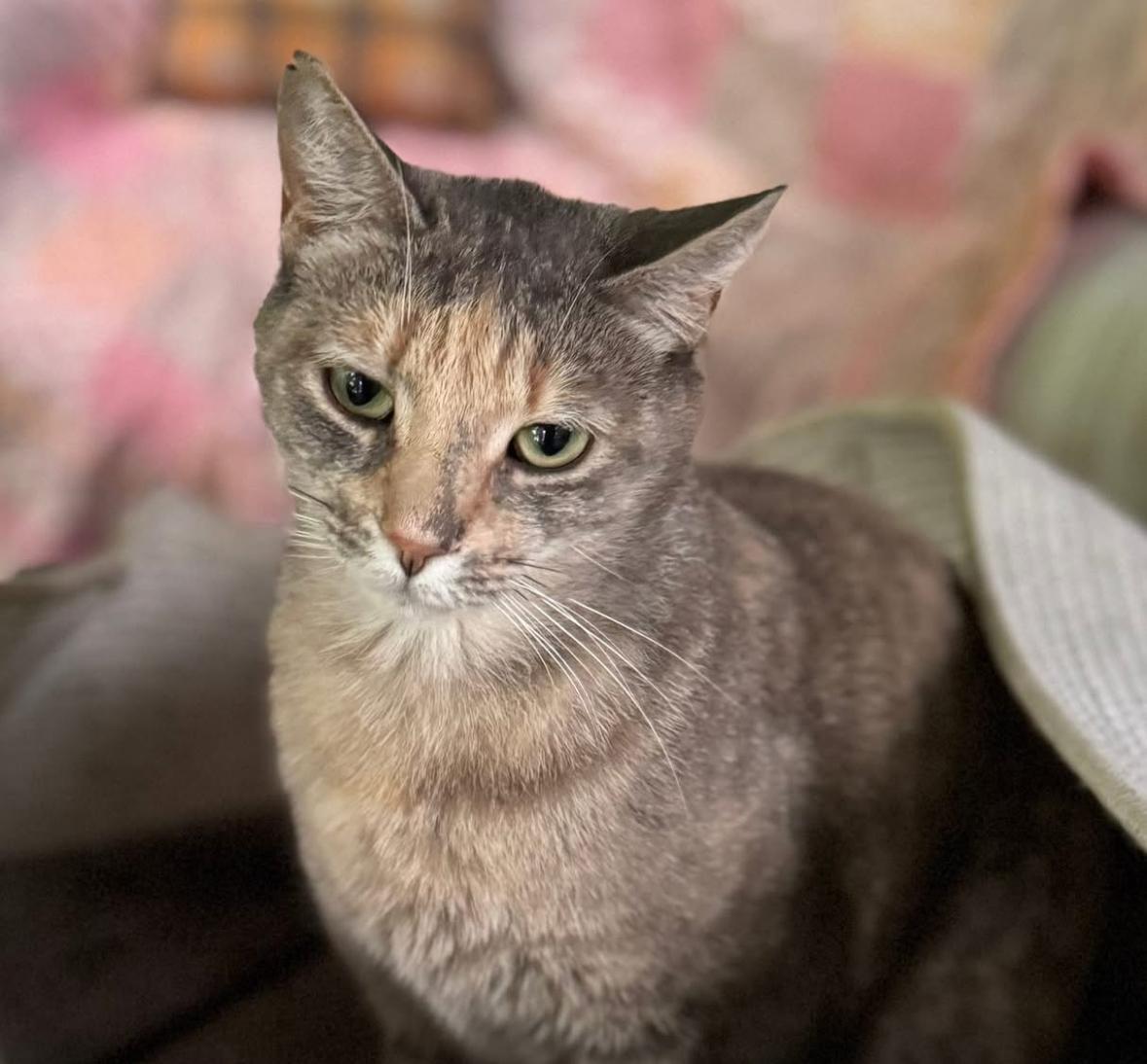 Enlarge Chatty Cat, a Adopted Dilute Tortoiseshell in Chase City, VA image 3/3