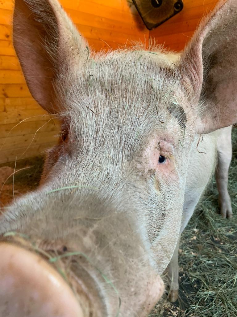 George / Peppermint, Adoptable, Adult Male Pig.