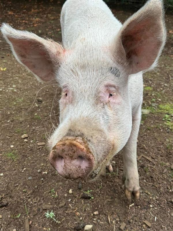 George / Peppermint, a Adoptable Pig in Sultan, WA image 2/2