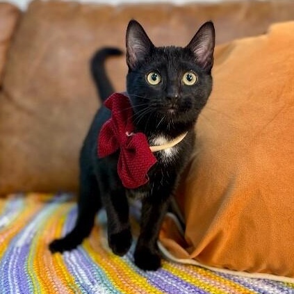 Umbreon Pokemon — thumbnail 2