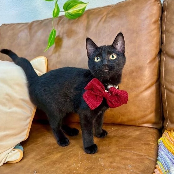 Umbreon Pokemon — thumbnail 4