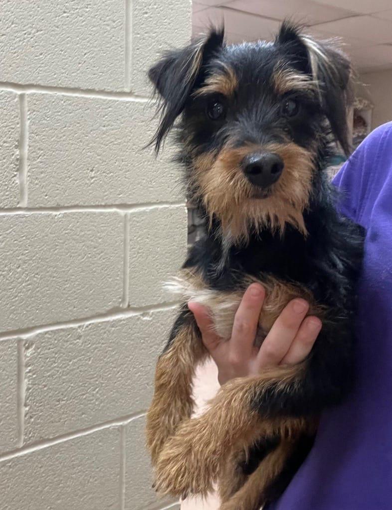 Enlarge Monopoly , a ADOPTABLE mixed breed in New York, NY image 1/2