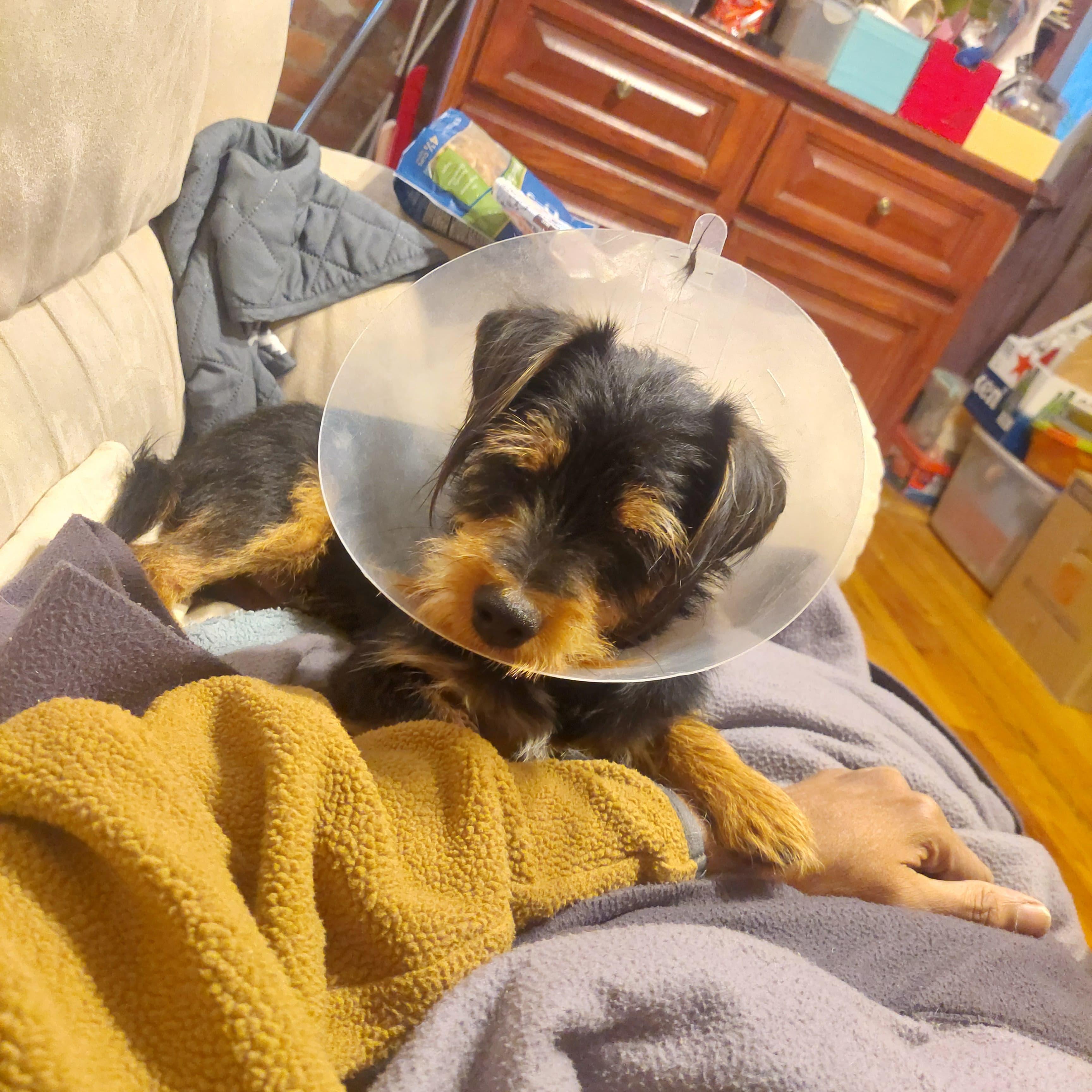 Enlarge Monopoly , a ADOPTABLE mixed breed in New York, NY image 2/2