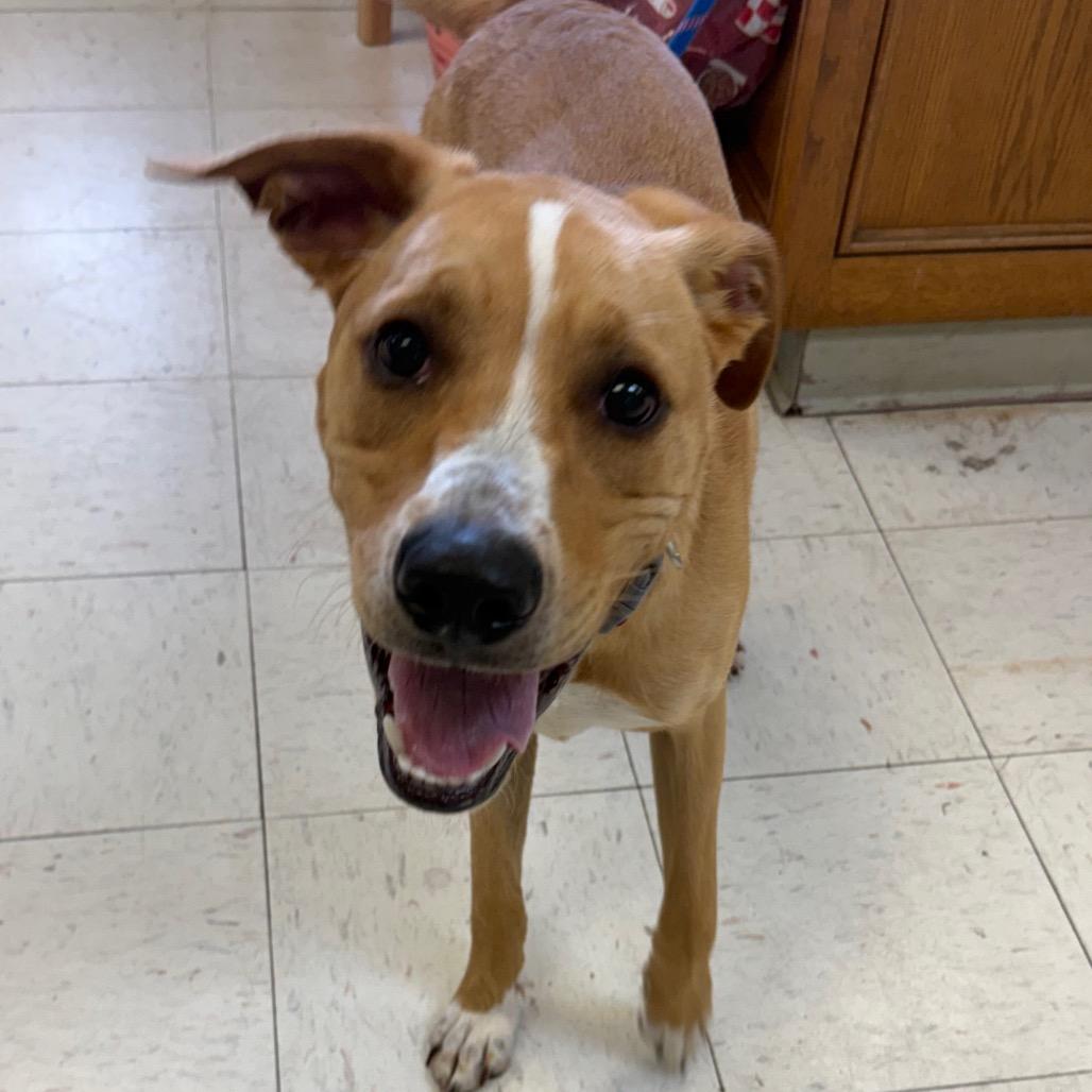 Dexter, Adoptable, Young Male Shepherd.
