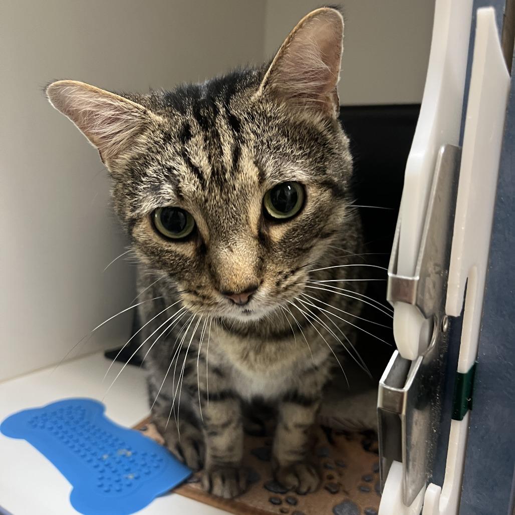 Lock, Adoptable, Adult Male Domestic Short Hair.
