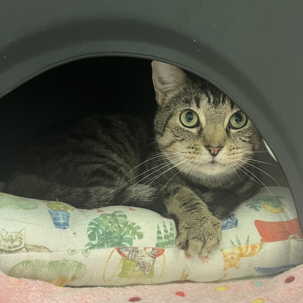 Enlarge Lock, a Adoptable Domestic Short Hair in Nashville, TN image 2/6