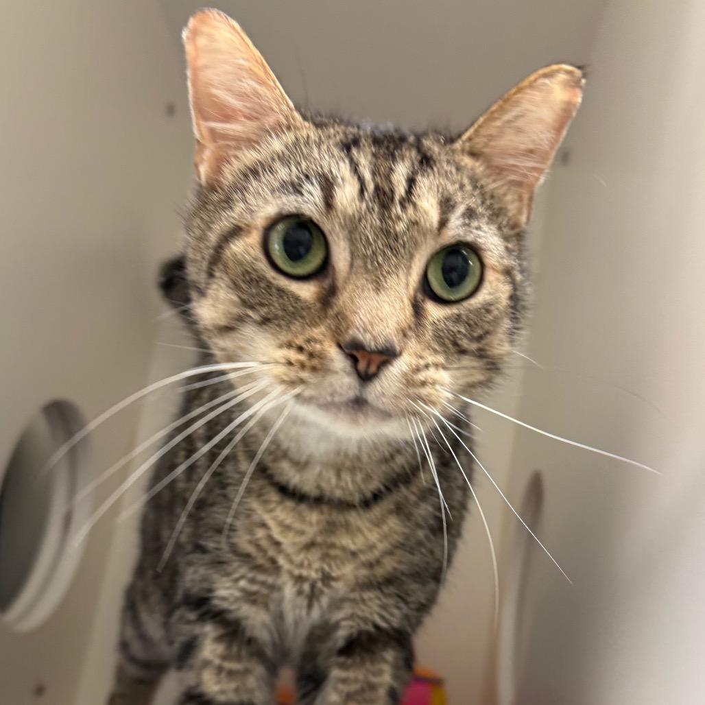Enlarge Lock, a Adoptable Domestic Short Hair in Nashville, TN image 3/6
