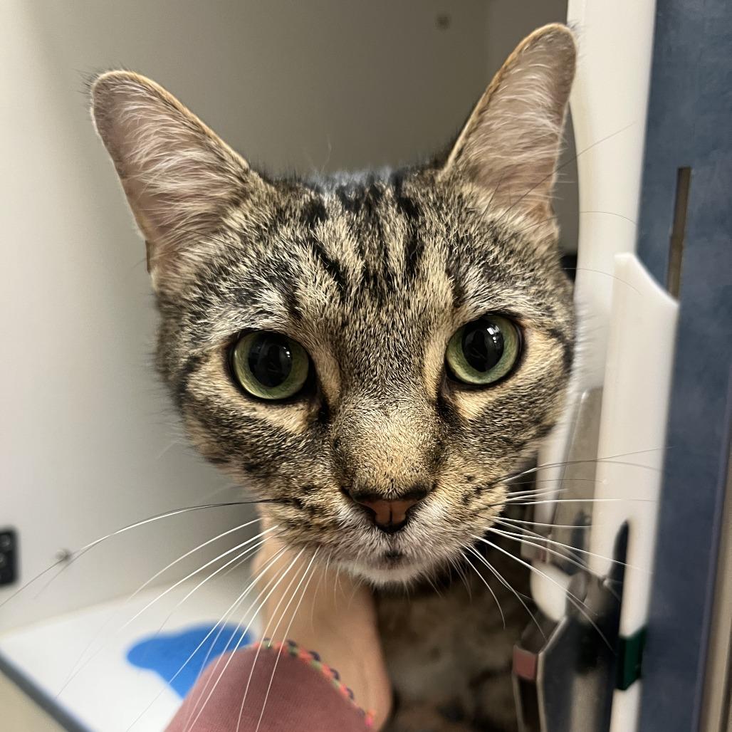 Enlarge Lock, a Adoptable Domestic Short Hair in Nashville, TN image 4/6