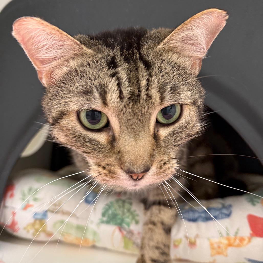 Enlarge Lock, a Adoptable Domestic Short Hair in Nashville, TN image 5/6
