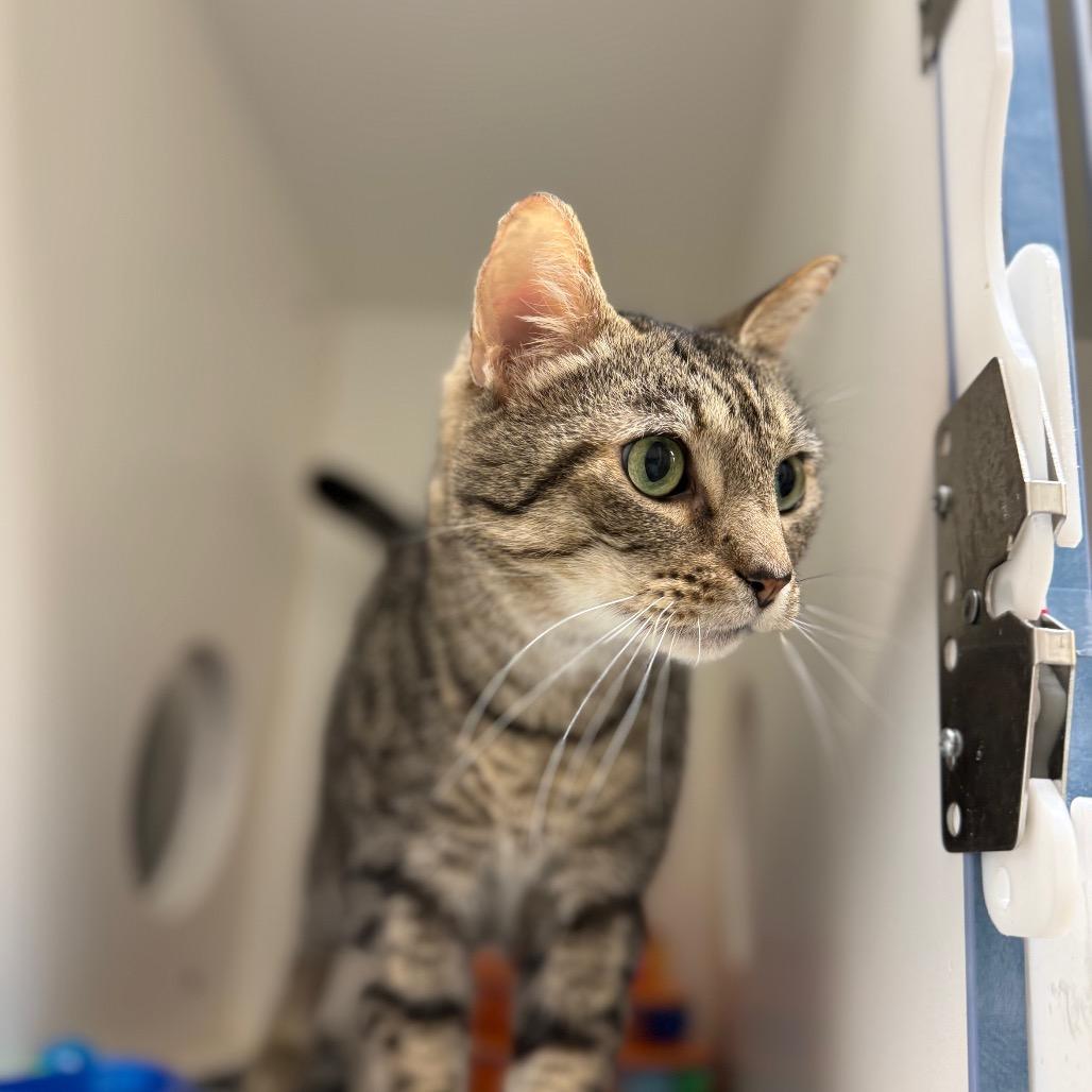 Enlarge Lock, a Adoptable Domestic Short Hair in Nashville, TN image 6/6