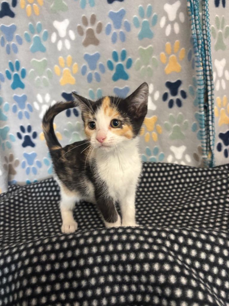 Enlarge Maple, a Adoptable mixed breed in Wabash, IN image 1/1