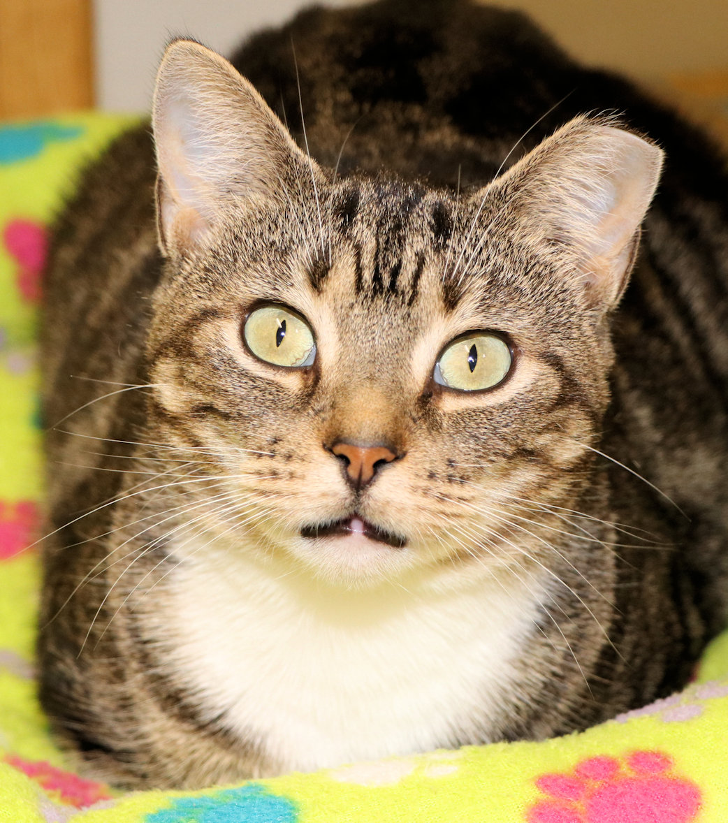 Boba, Adoptable, Adult Female Domestic Short Hair.