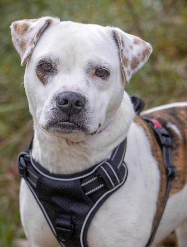 Enlarge Fairy, a Adoptable mixed breed in Savage, MN image 1/5