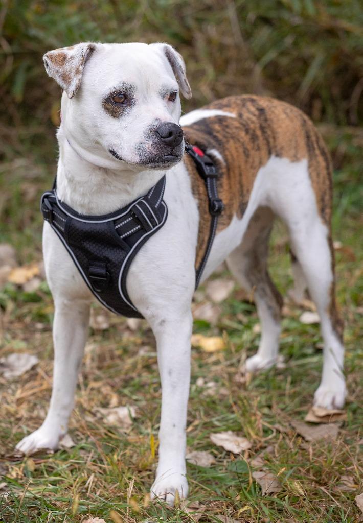 Enlarge Fairy, a Adoptable mixed breed in Savage, MN image 2/5