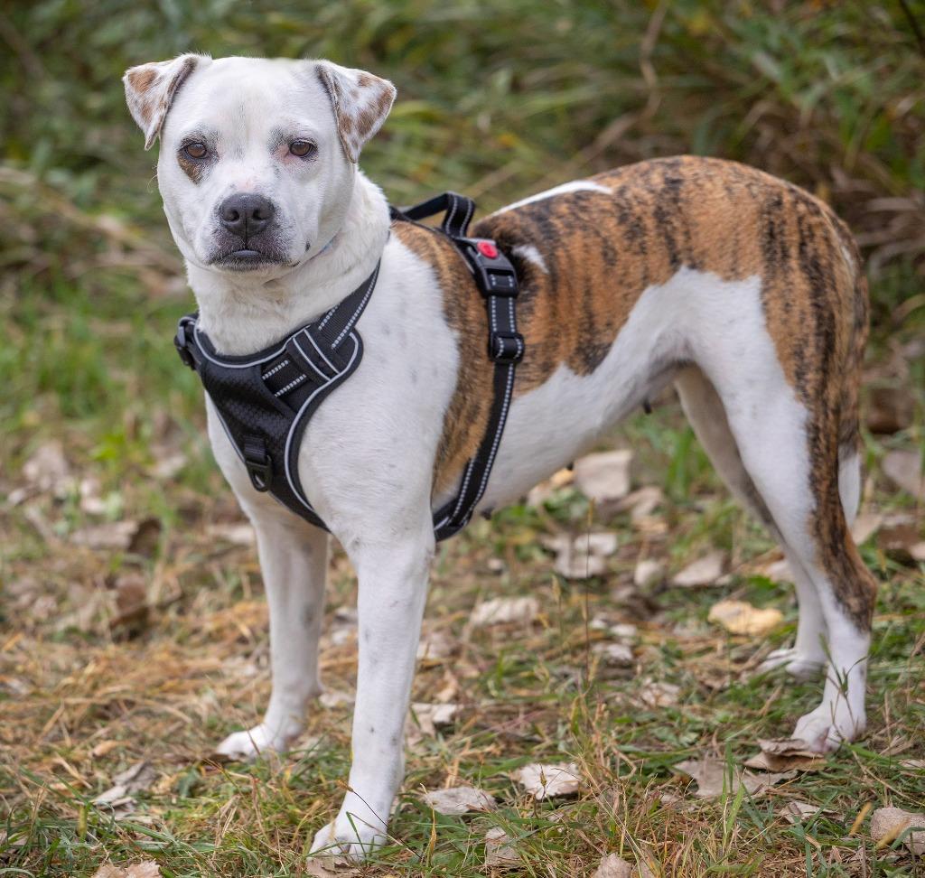 Enlarge Fairy, a Adoptable mixed breed in Savage, MN image 3/5