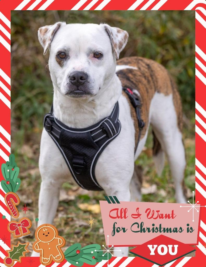 Enlarge Fairy, a Adoptable mixed breed in Savage, MN image 5/5