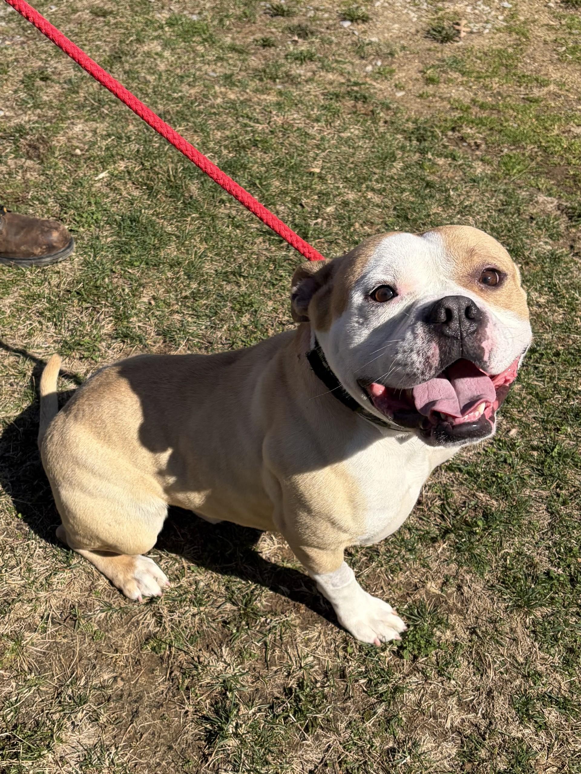 Enlarge Distro, an adoptable mixed breed in Winchester, VA image 2/5