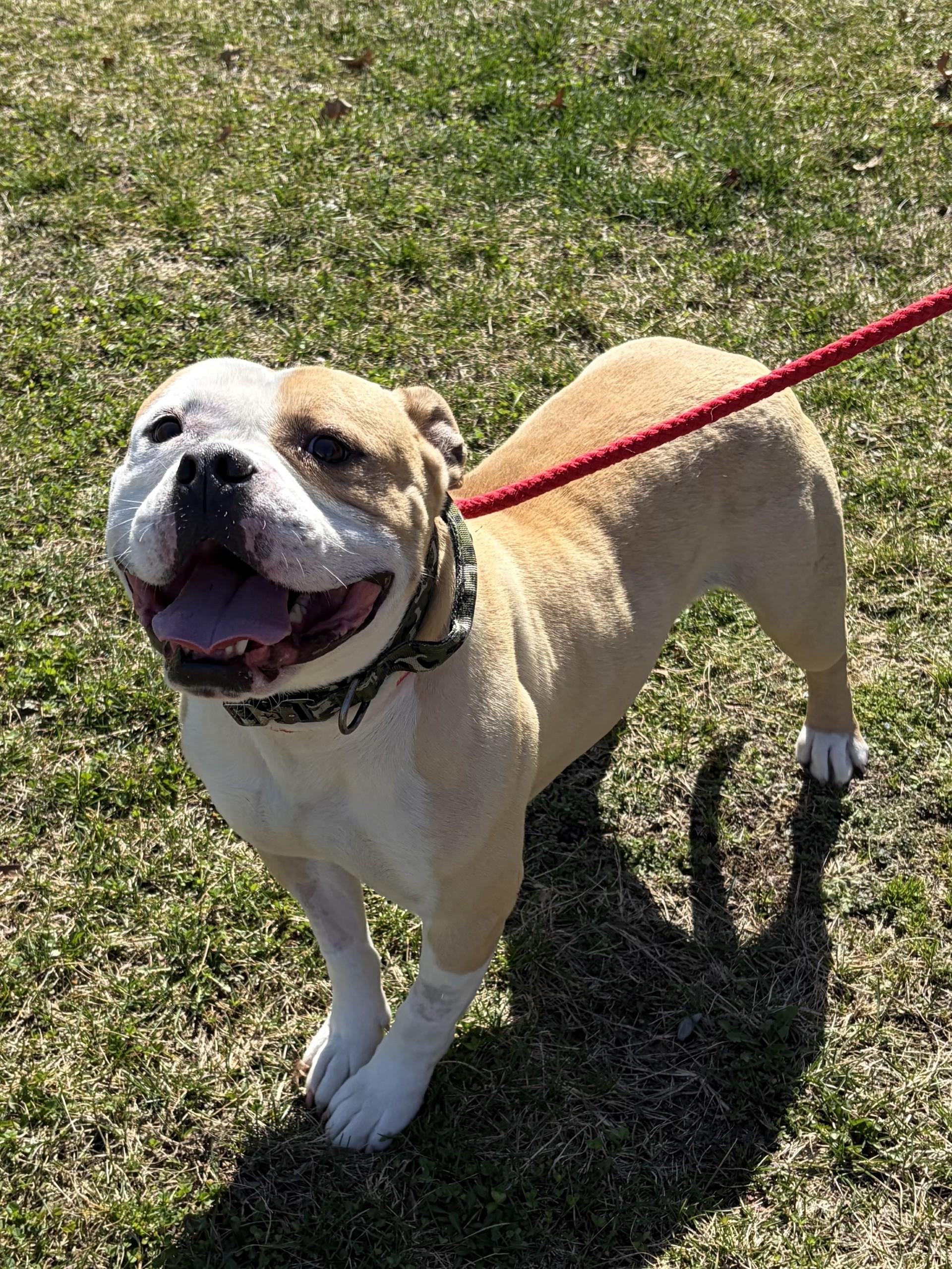 Enlarge Distro, an adoptable mixed breed in Winchester, VA image 5/5