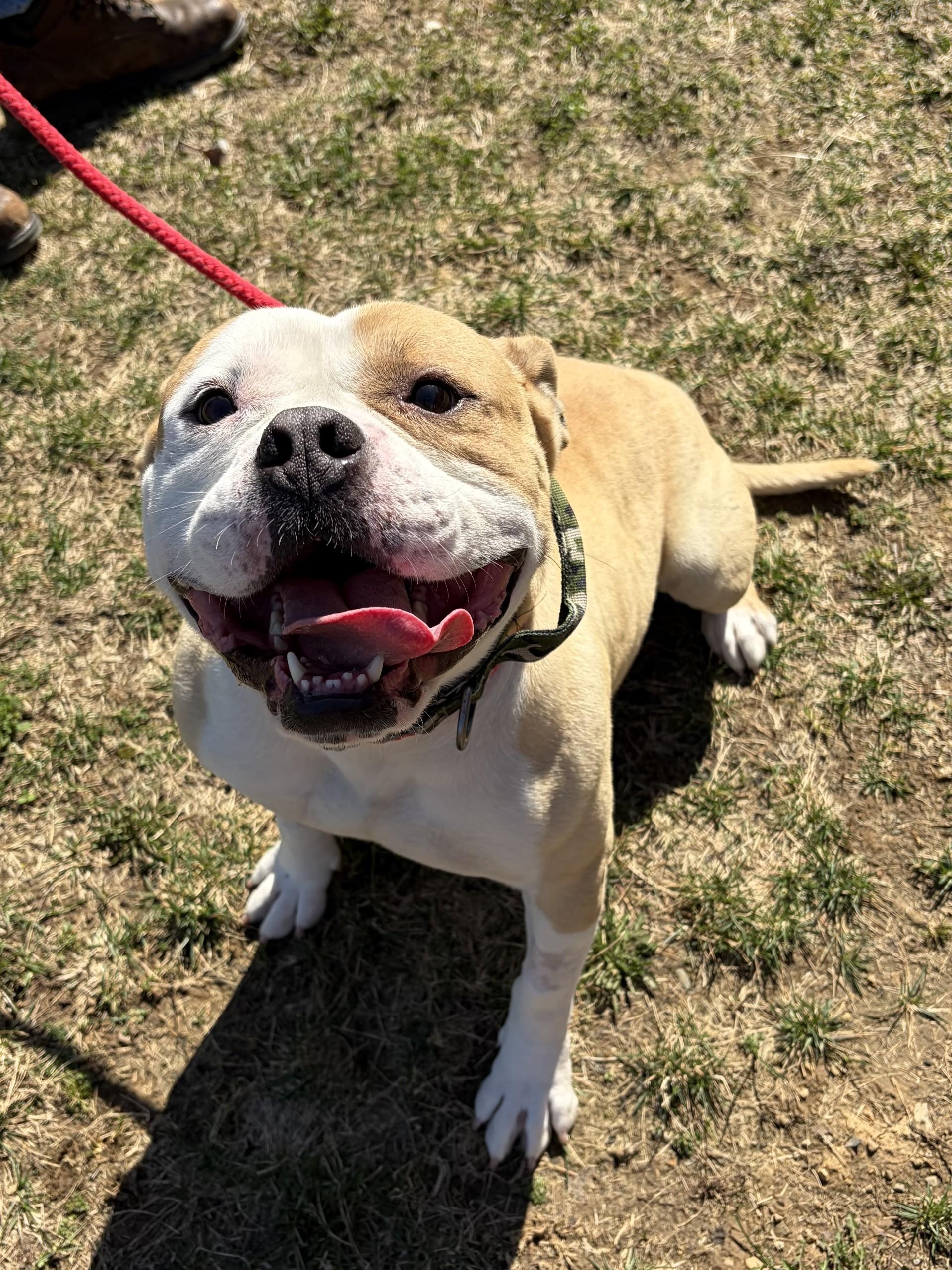 Enlarge Distro, an adoptable mixed breed in Winchester, VA image 4/5