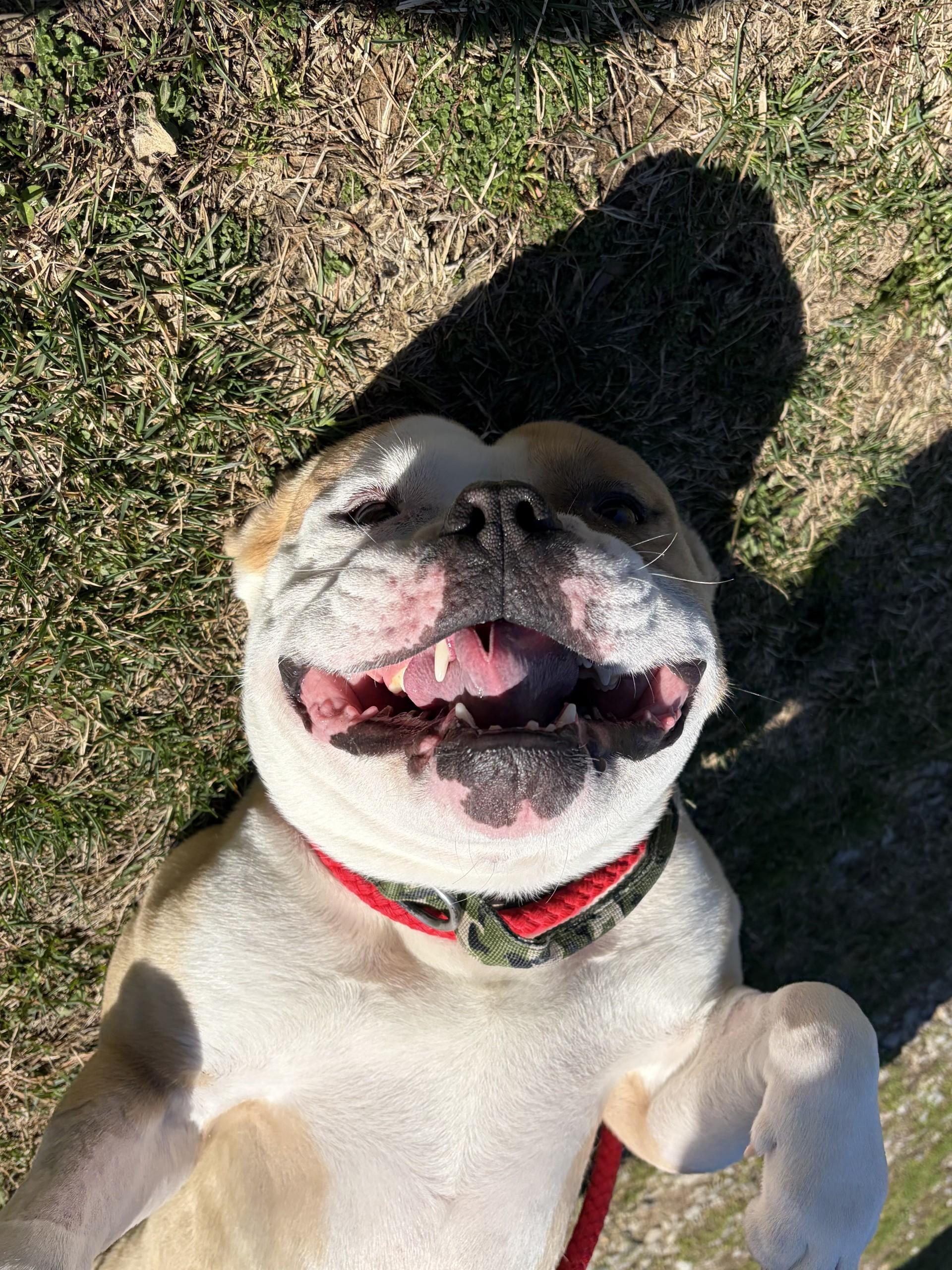 Enlarge Distro, an adoptable mixed breed in Winchester, VA image 3/5