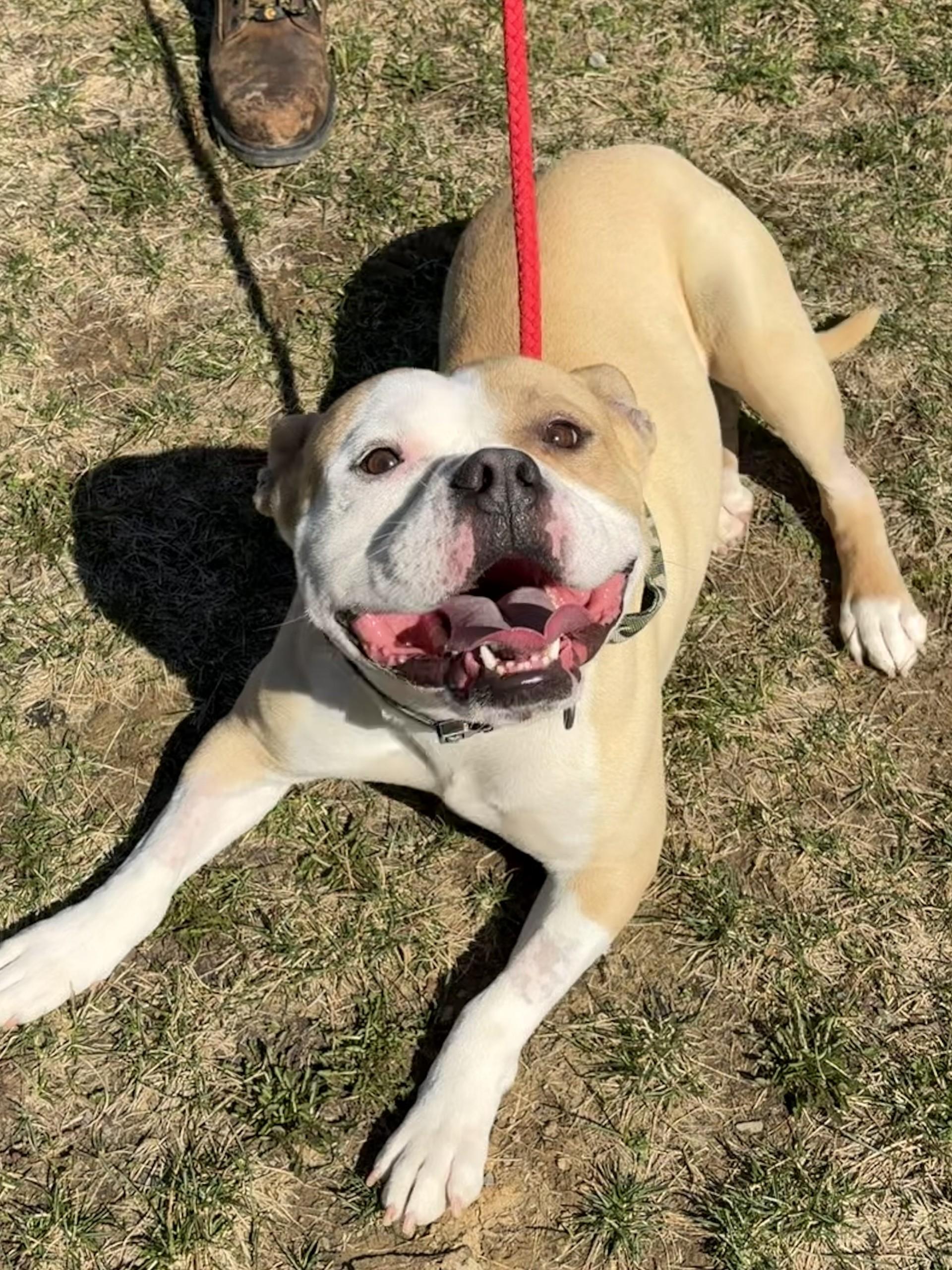Distro, adoptable, Adult Male American Bully.
