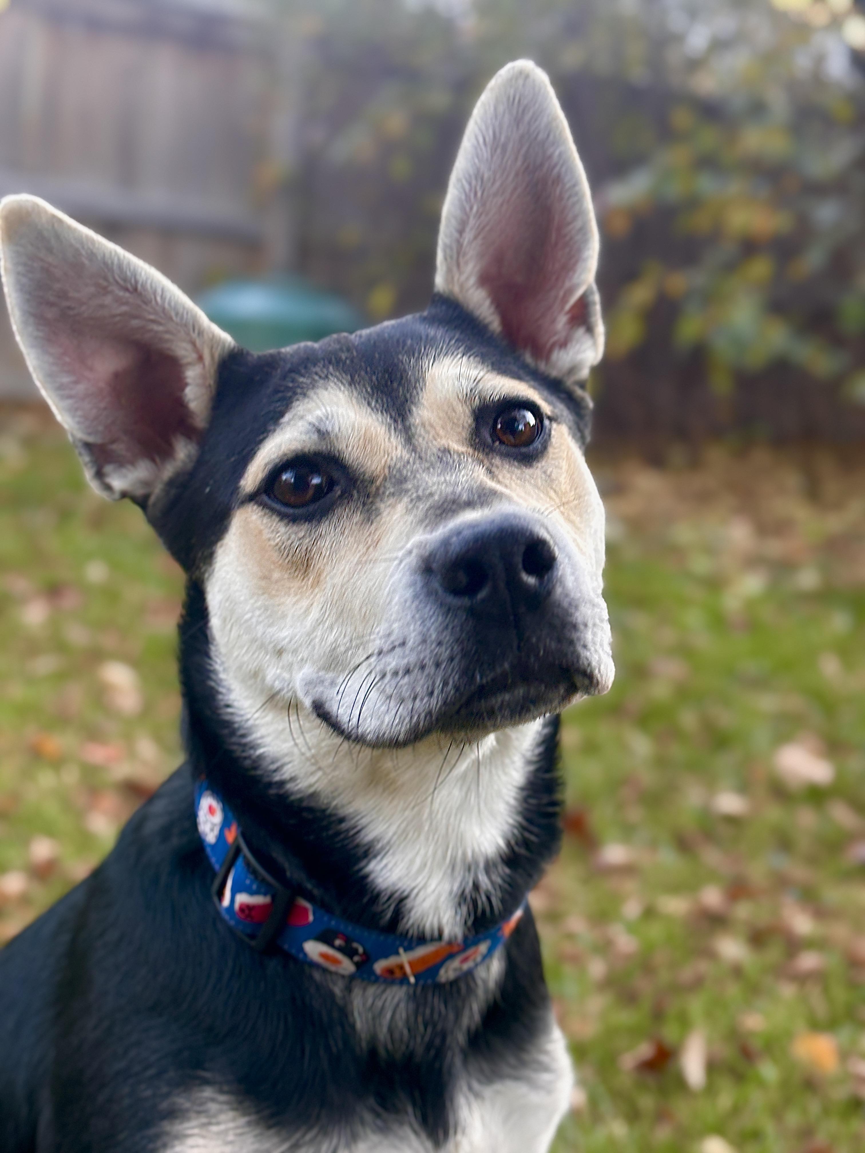 Andie, an adoptable Mixed Breed in Saskatoon, SK, S7H 0W2 | Photo Image 1