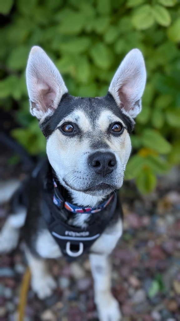 Andie, an adoptable Mixed Breed in Saskatoon, SK, S7H 0W2 | Photo Image 4