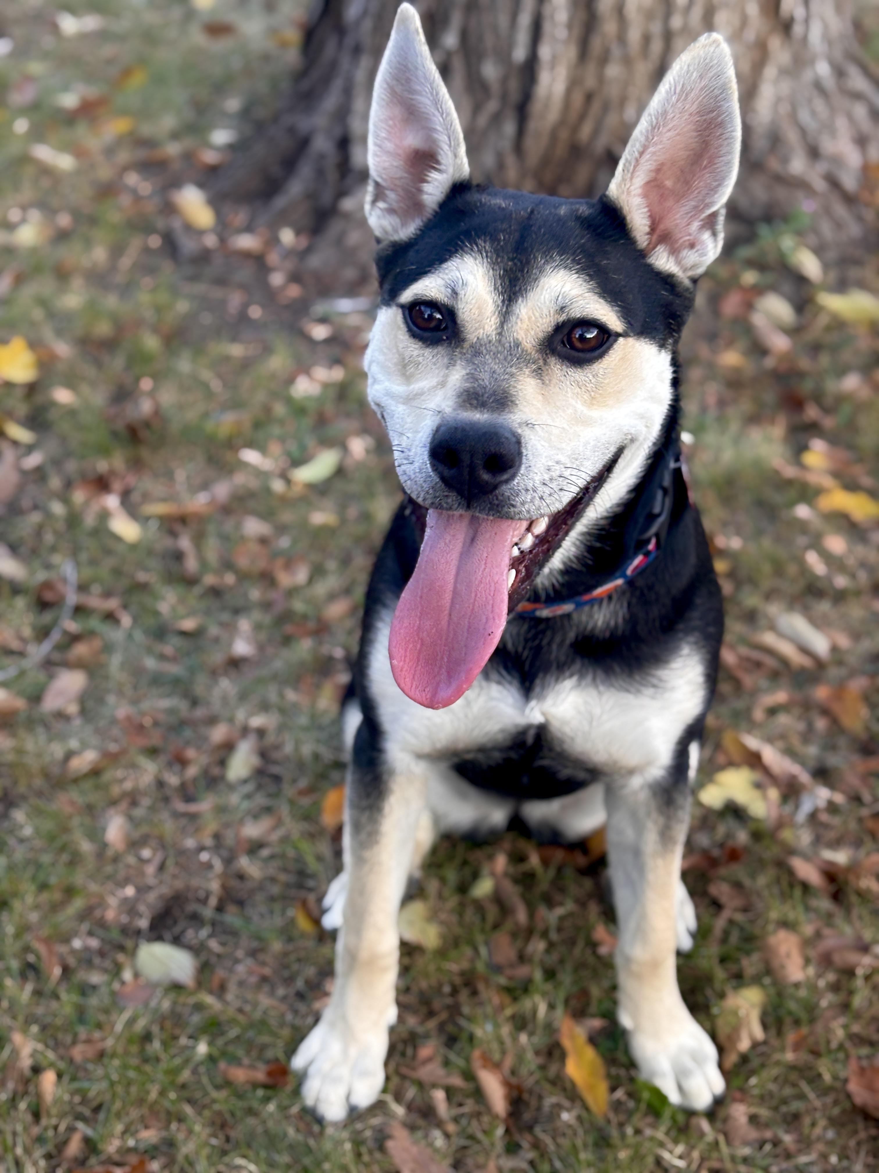 Andie, an adoptable Mixed Breed in Saskatoon, SK, S7H 0W2 | Photo Image 6
